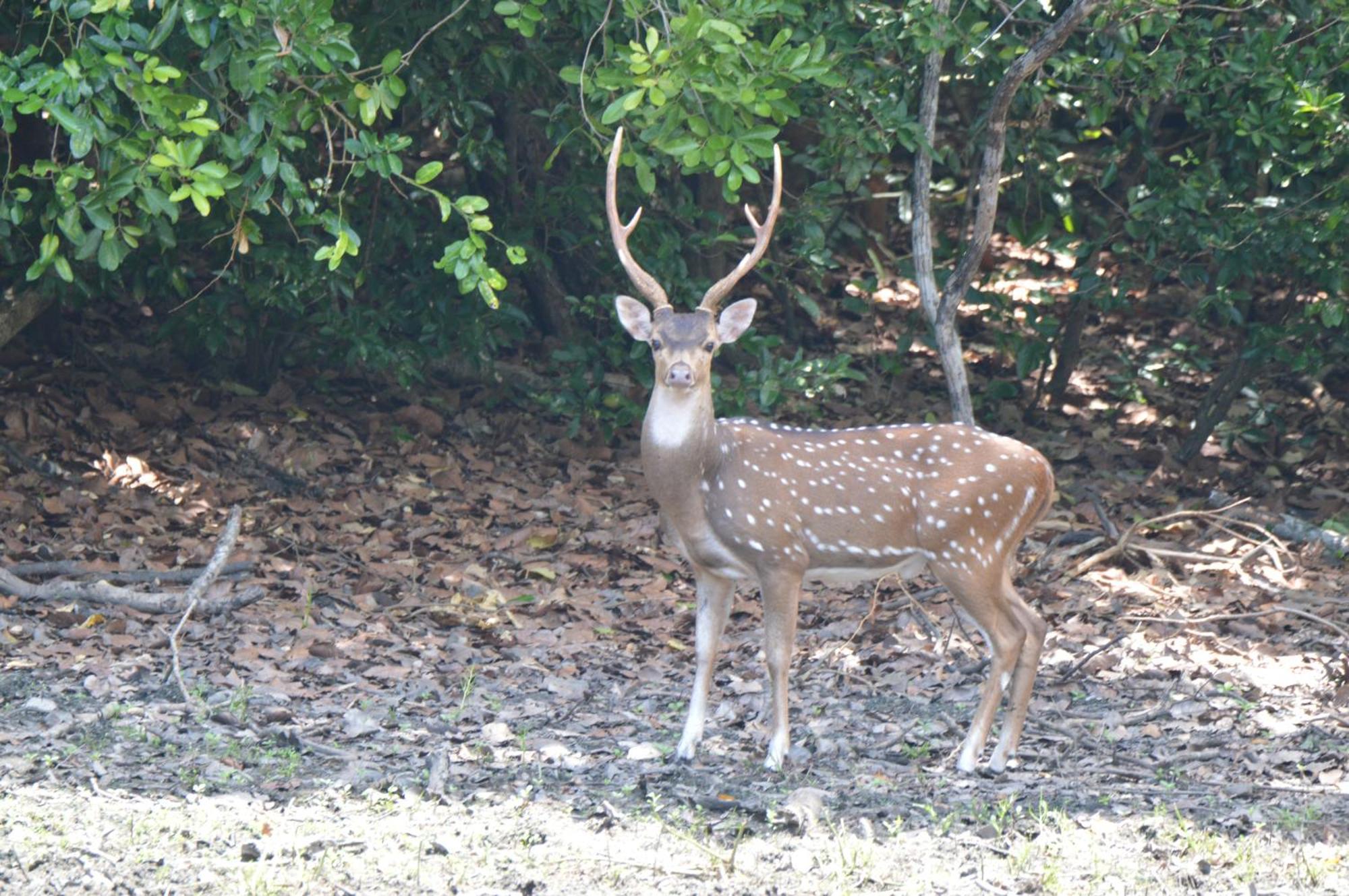 Priyanna Guest, Forest View Полоннарува Екстер'єр фото